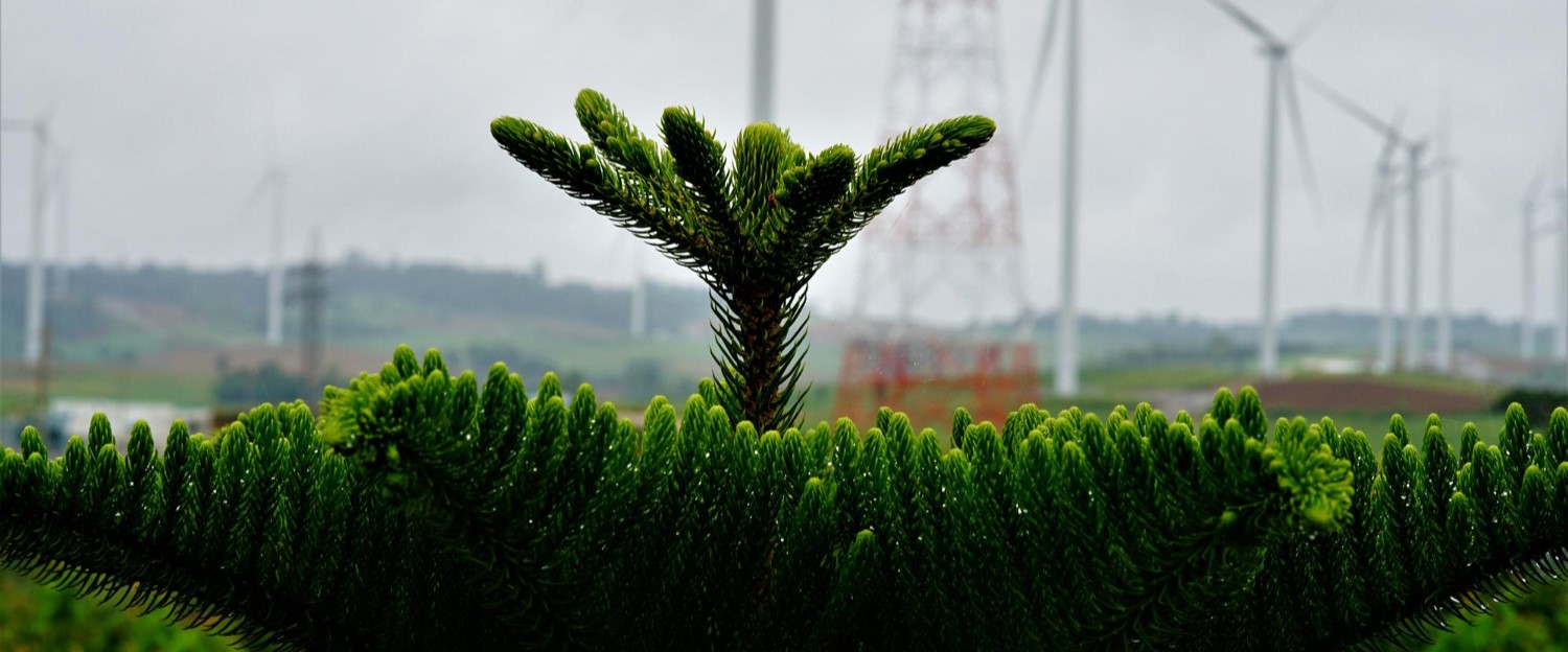 India Outpaces Regional Peers in Green Energy Push, Says S&P Global Ratings